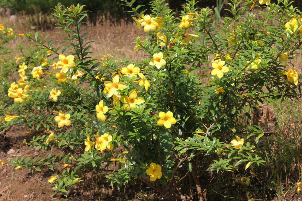 Image of Allamanda hendersonii specimen.