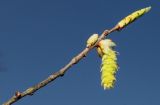 Carpinus japonica. Верхушка побега с распускающейся почкой и развивающимся соцветием. Германия, г. Дюссельдорф, Ботанический сад университета. 13.03.2014.