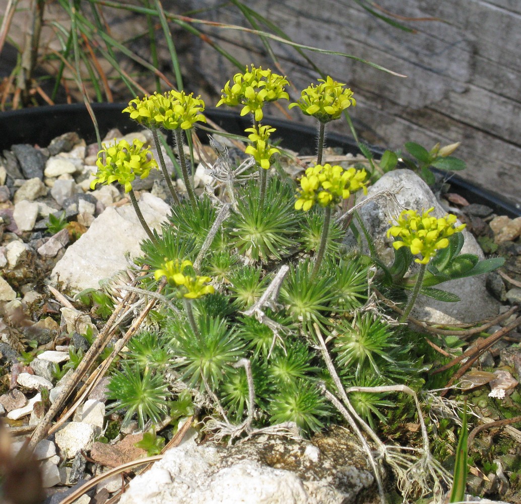 Изображение особи Draba sphaeroides.