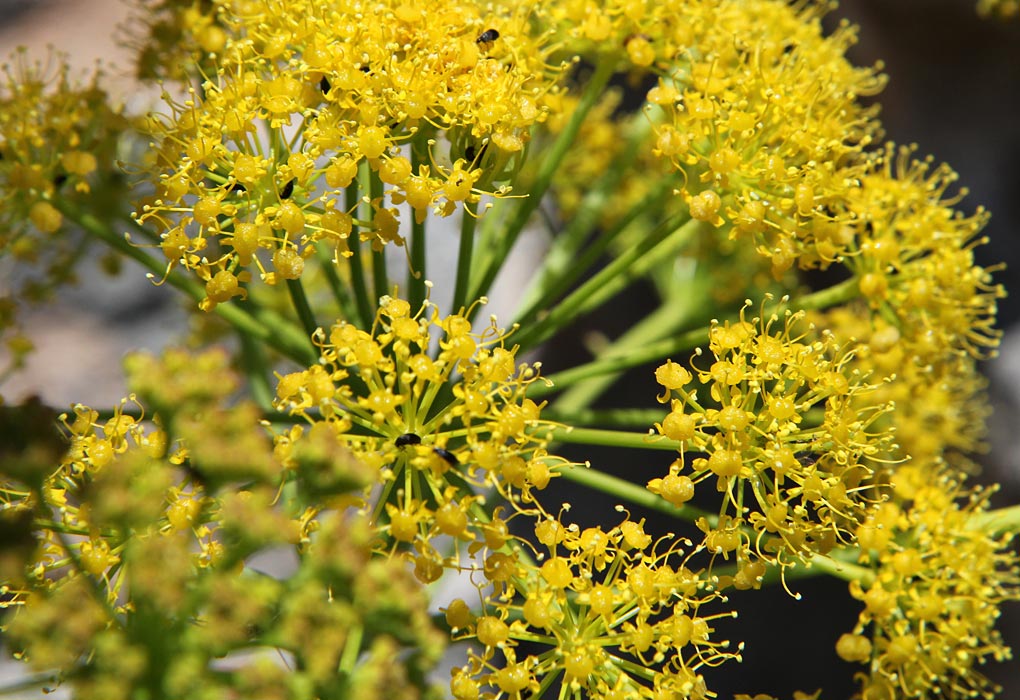 Изображение особи Ferula communis.