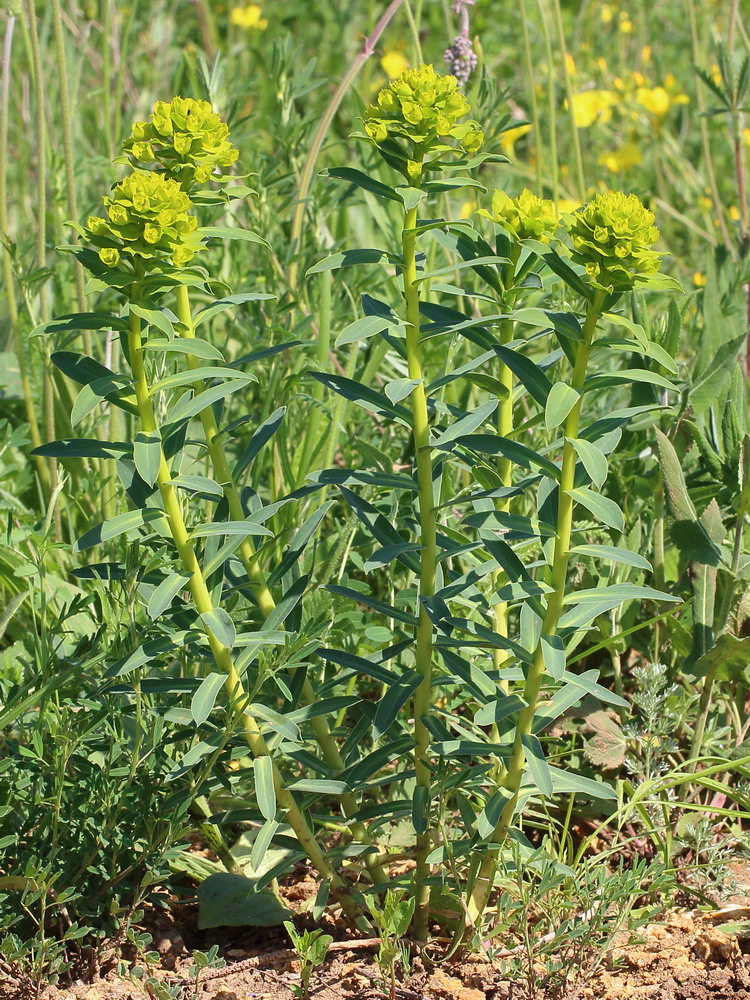 Изображение особи Euphorbia stepposa.