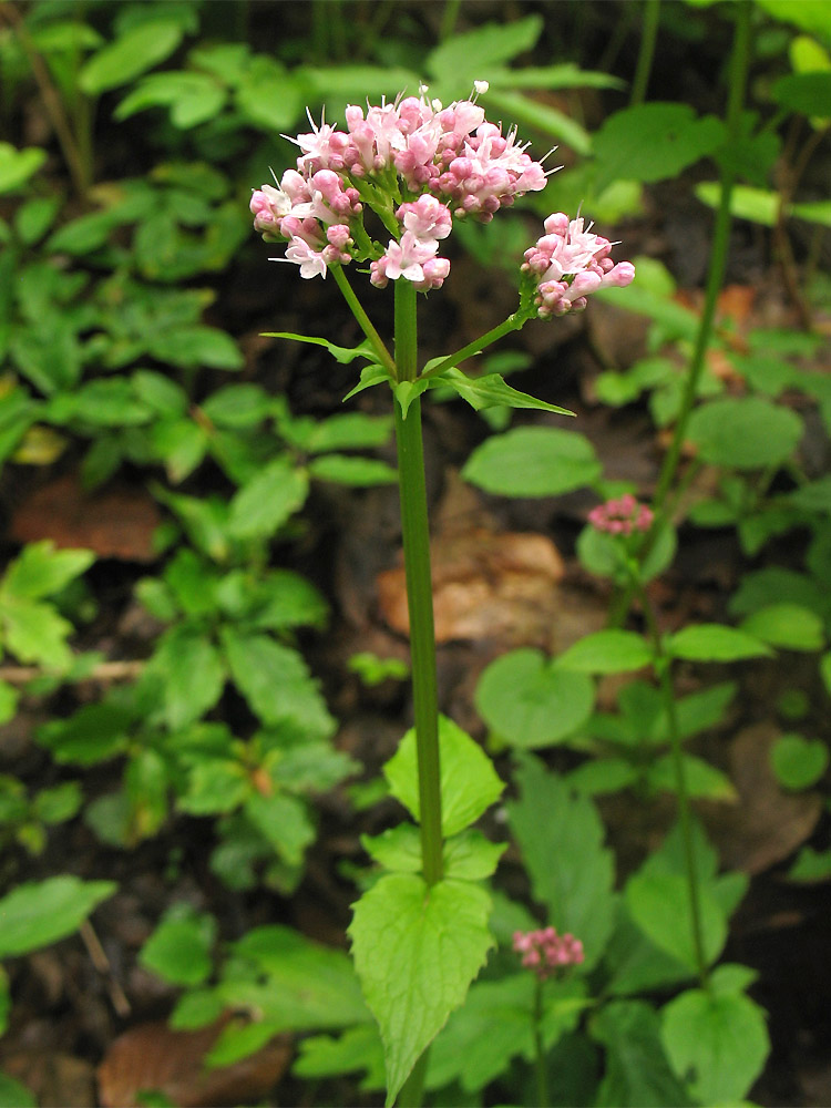 Image of Valeriana tripteris specimen.