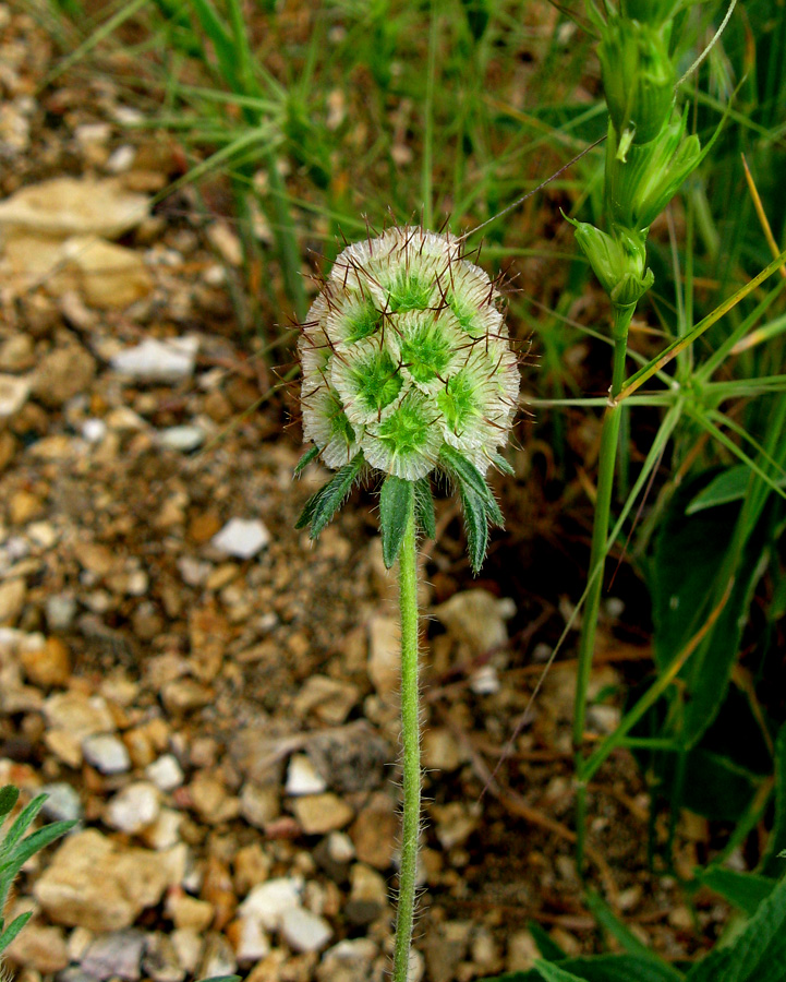 Image of Lomelosia micrantha specimen.