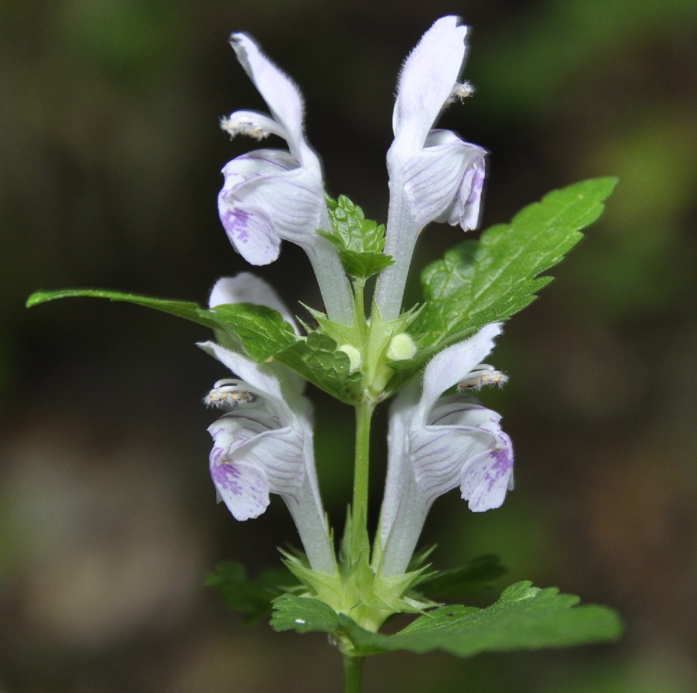 Изображение особи Lamium garganicum.