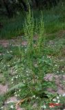 Rumex stenophyllus