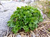 Ligusticum scoticum. Молодое растение. Восточный Мурман, р-н пос. Дальние Зеленцы, берег губы Ярнышная. 20.06.2008.