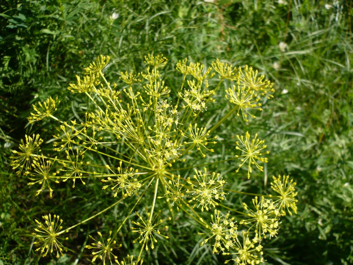 Изображение особи Peucedanum morisonii.