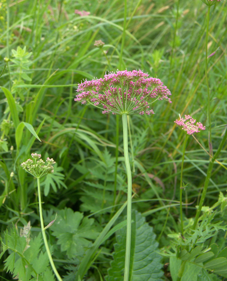 Изображение особи Pimpinella rhodantha.