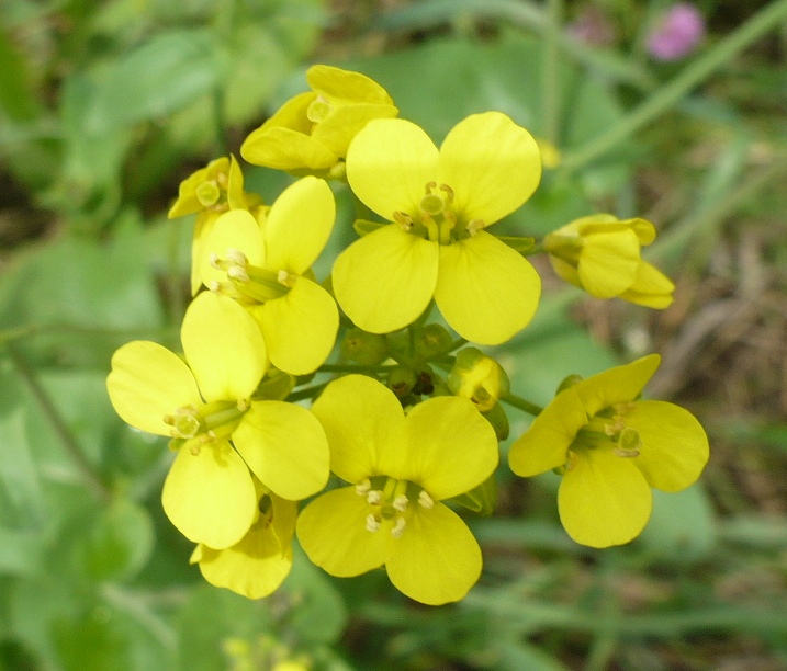 Image of Brassica campestris specimen.