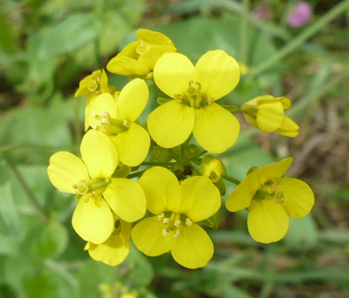 Изображение особи Brassica campestris.