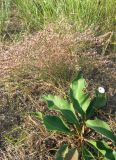 Limonium scoparium. Отцветающее растение. Крым, Карадагский заповедник, Биостанция, степной участок. 5 августа 2014 г.