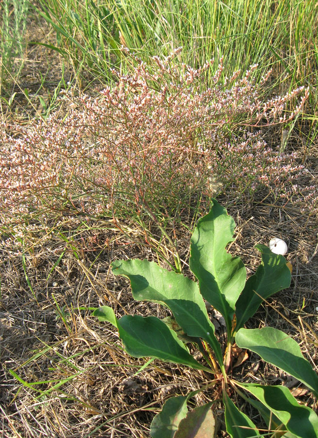 Изображение особи Limonium scoparium.