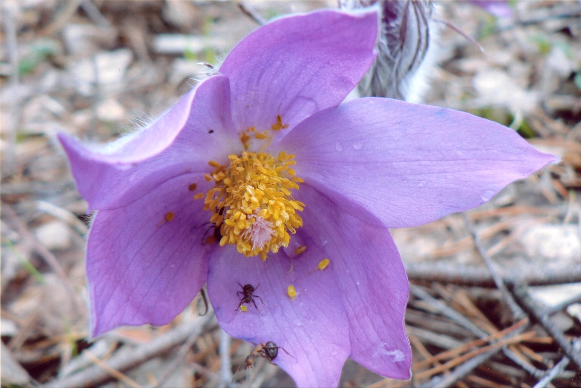 Изображение особи Pulsatilla patens.