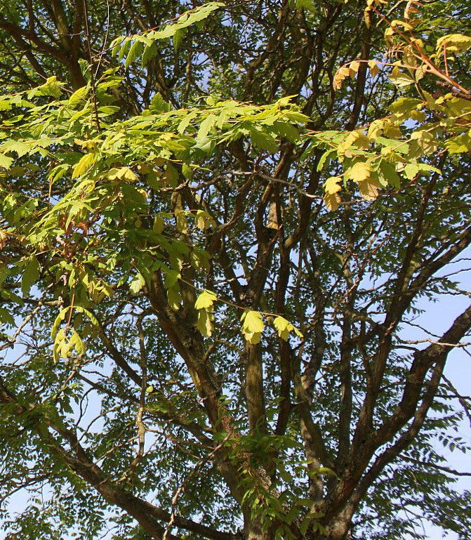 Image of Koelreuteria paniculata specimen.