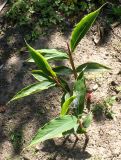 Cautleya gracilis