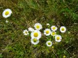 Erigeron annuus