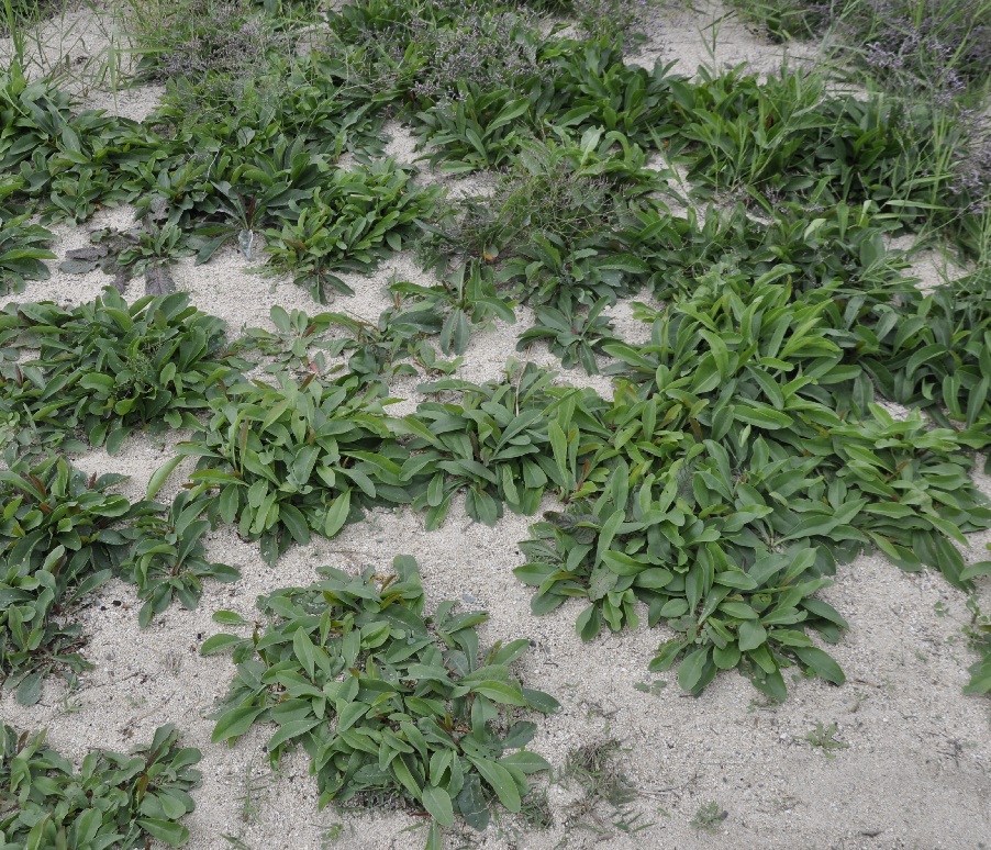 Image of Limonium narbonense specimen.