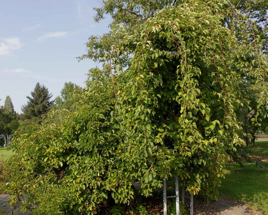 Изображение особи Actinidia arguta.