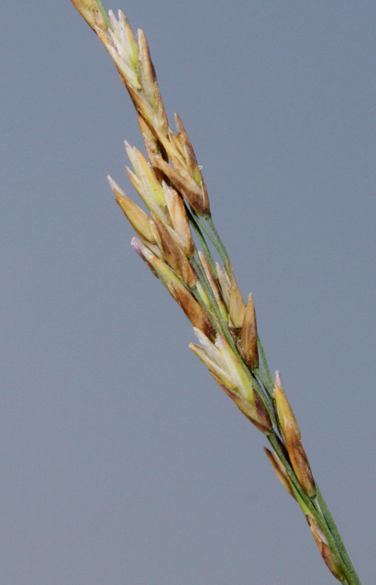 Image of Molinia caerulea specimen.