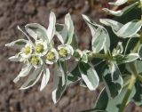 Euphorbia marginata