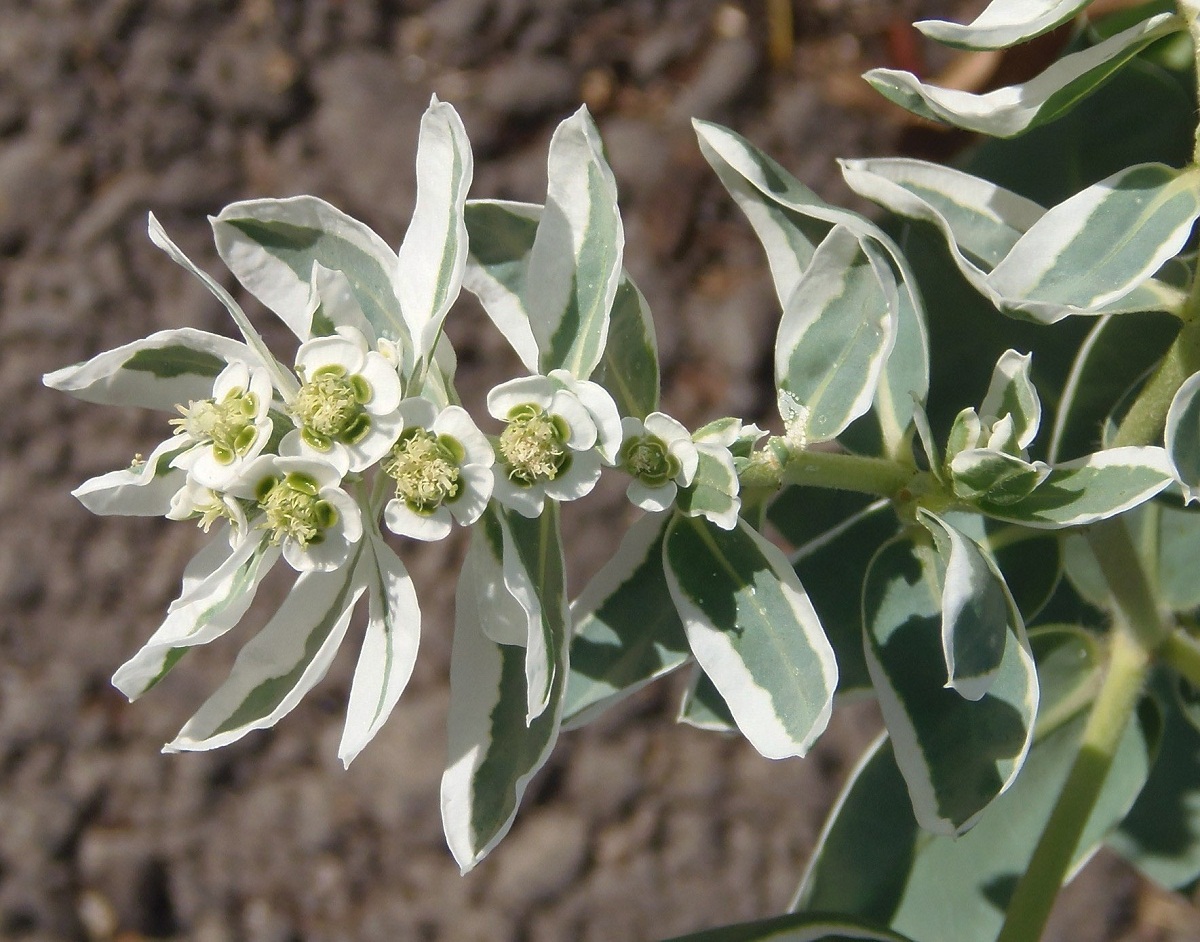 Image of Euphorbia marginata specimen.