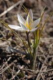 Crocus alatavicus