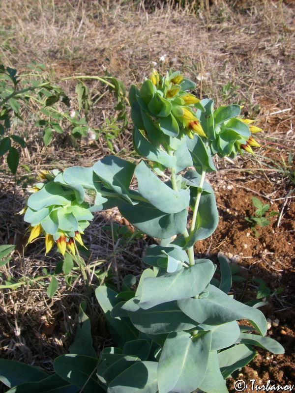 Image of Cerinthe minor specimen.