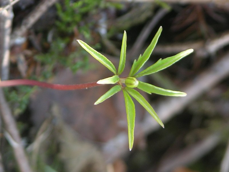 Изображение особи Anemone debilis.