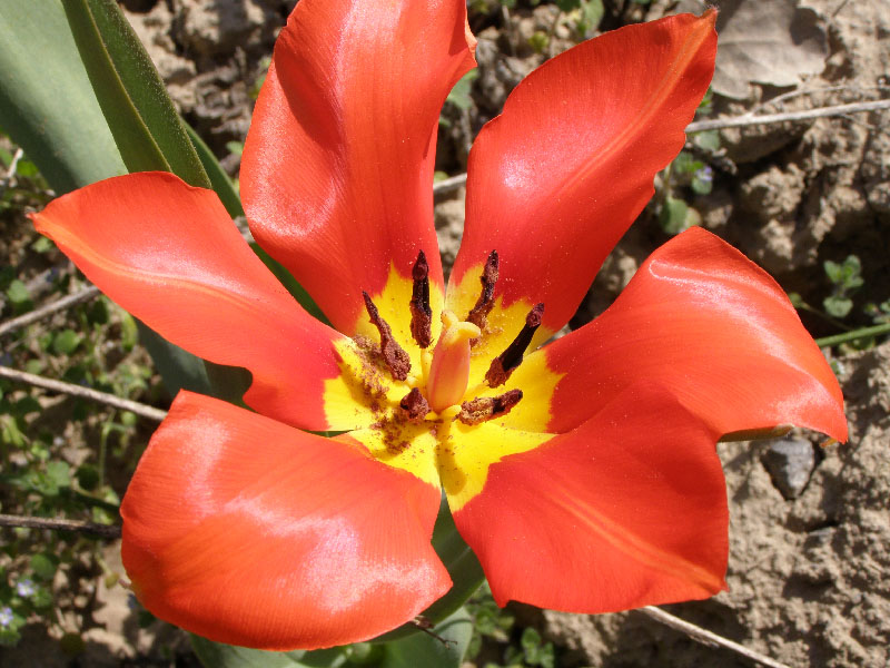 Image of Tulipa fosteriana specimen.