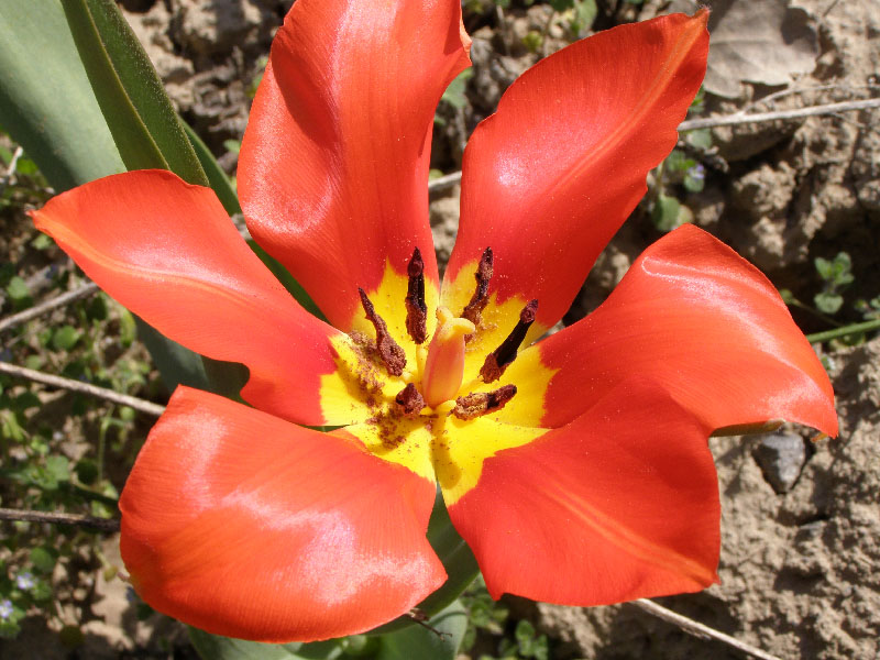 Изображение особи Tulipa fosteriana.