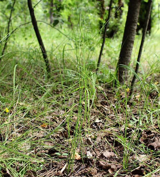 Изображение особи Equisetum ramosissimum.