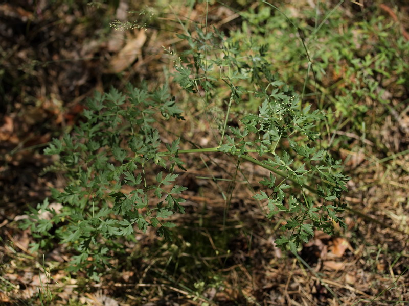 Изображение особи Peucedanum oreoselinum.