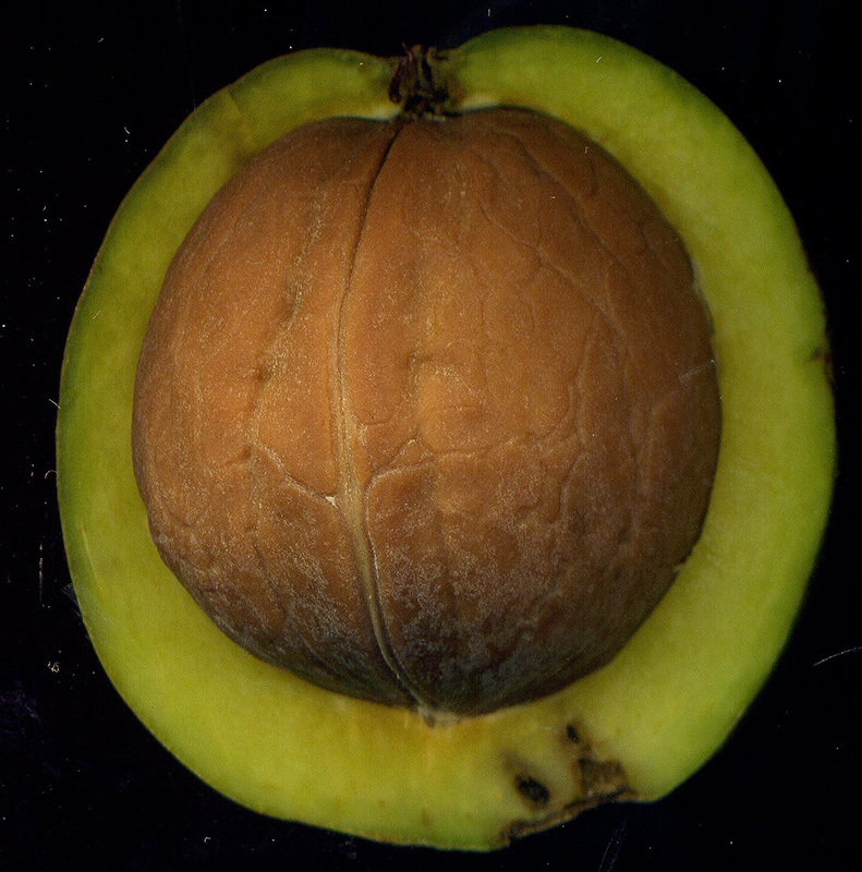 Image of Juglans regia specimen.