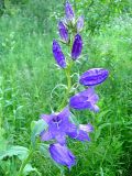 Campanula latifolia