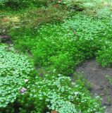 genus Callitriche