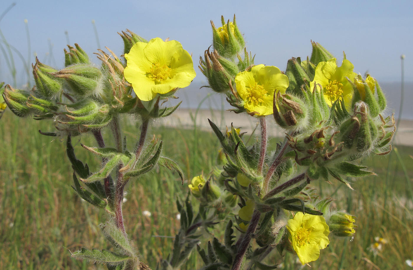 Image of Potentilla astracanica specimen.