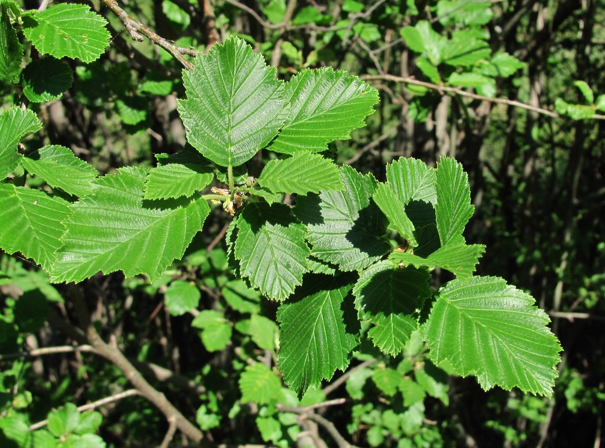 Image of Alnus incana specimen.