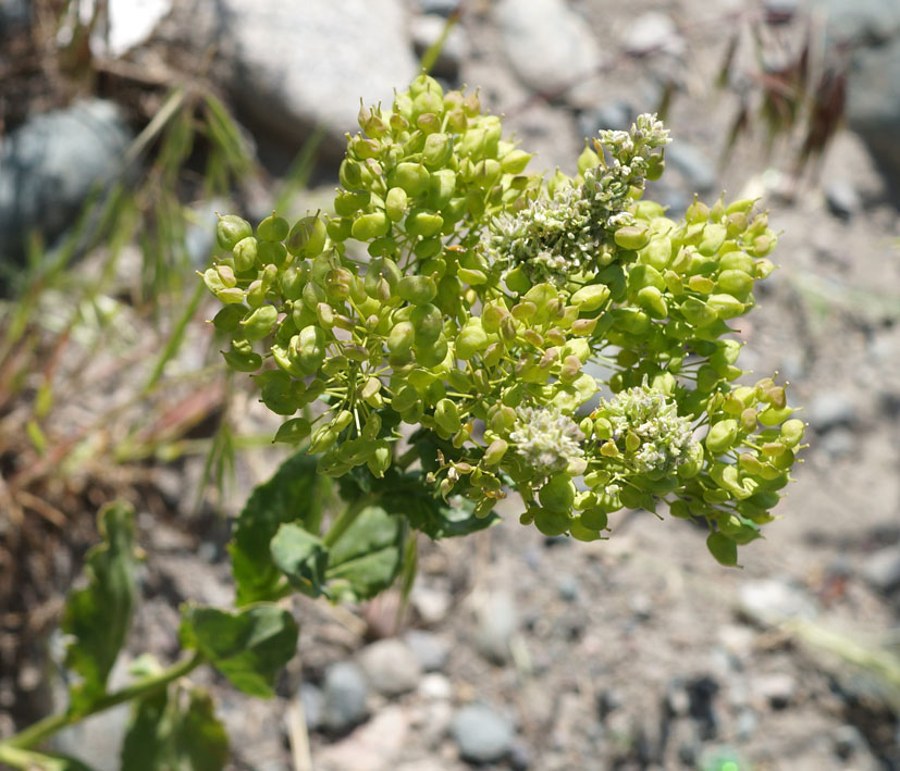 Image of Cardaria repens specimen.