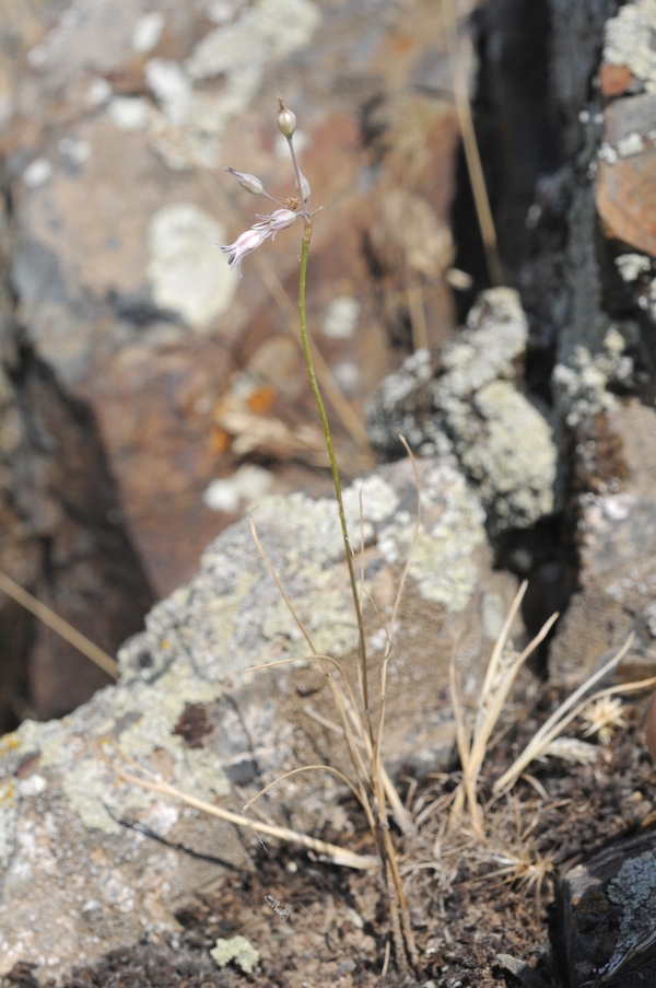 Image of Allium margaritae specimen.