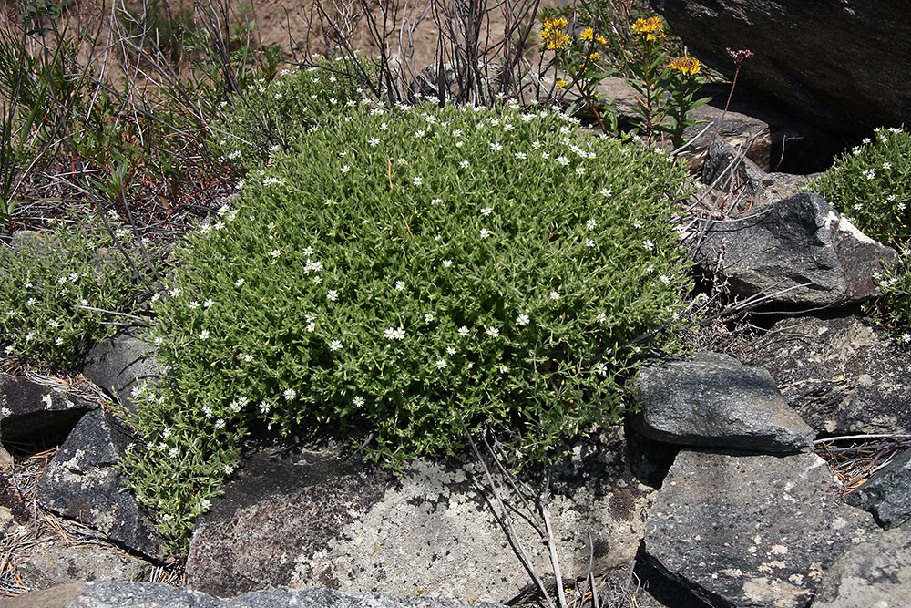 Изображение особи Stellaria dichotoma.