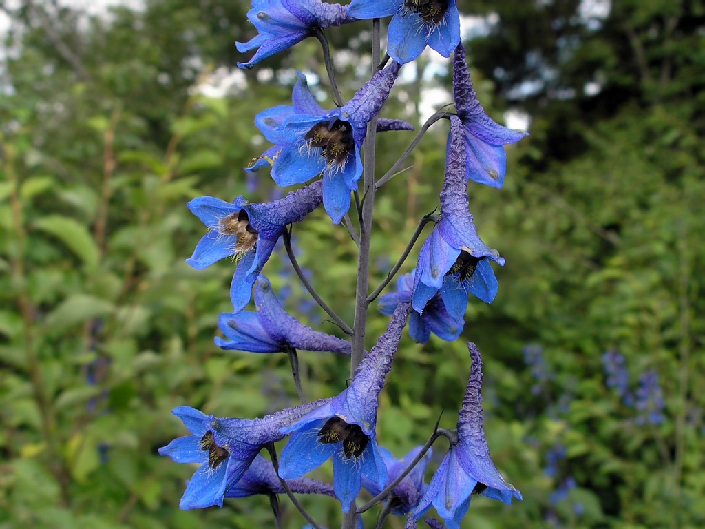 Изображение особи Delphinium elatum.