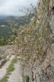 Petrorhagia saxifraga