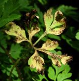 Geranium robertianum. Лист с поражениями. Краснодарский край, Сочи, окр. с. Ахштырь, лес. 16.07.2015.