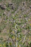 Berberis integerrima