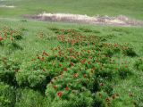 Paeonia tenuifolia