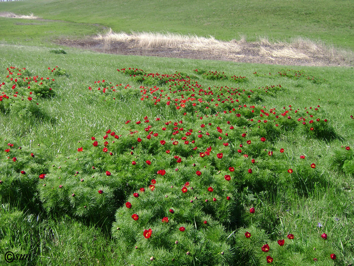 Изображение особи Paeonia tenuifolia.