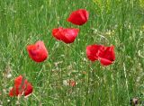 Papaver rhoeas. Верхушки побегов с цветками и плодами. Крым, окр. оз. Донузлав, степь. Июнь 2004 г.