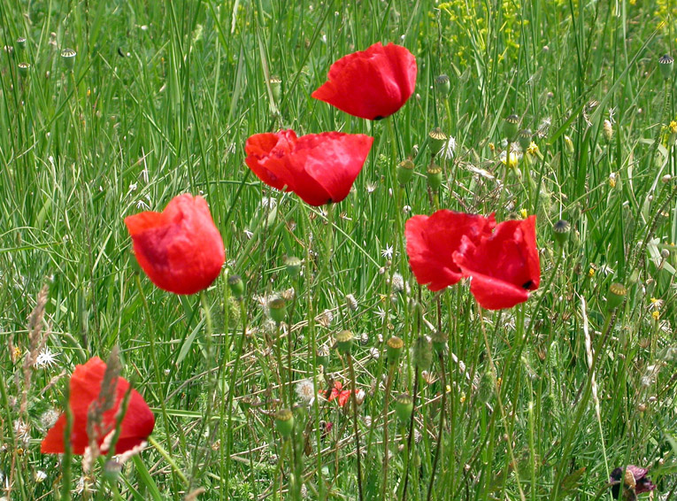 Изображение особи Papaver rhoeas.