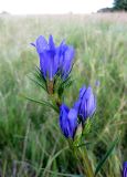 Gentiana pneumonanthe. Верхушка цветущего растения. Украина, Волынская обл., Ратновский р-н, с. Залухов, луг на берегу оз. Волянское. 8 августа 2009 г.