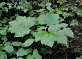 Oplopanax elatus. Верхушка вегетирующего растения. Приморье, Лазовский р-н, окр. села Беневское, долина р. Еломовский ключ, смешанный лес. 18.08.2015.